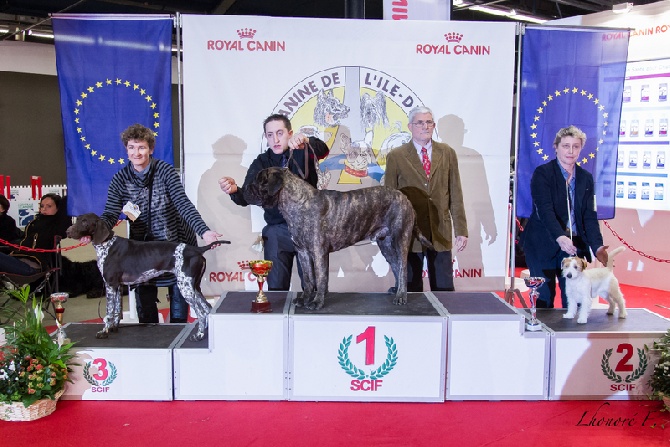 du Clos la Bataille - HELINE AU PARIS DOG SHOW