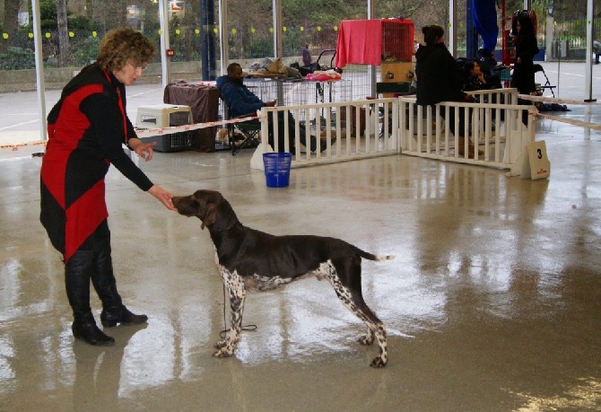 du Clos la Bataille - Spéciale braque Paris Dog Show 10/01/15