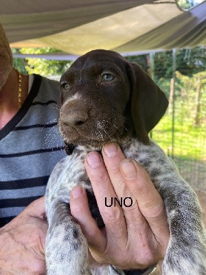 CHIOT Uno
