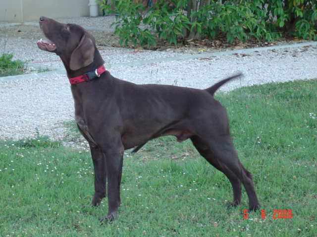 Slim de la Haille au loup