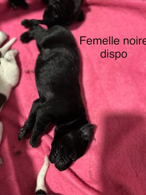 du Clos la Bataille - Chiots disponibles - Braque allemand à poil court