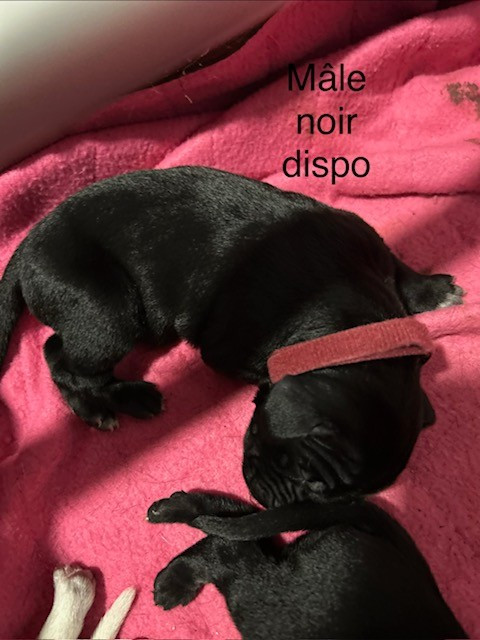 du Clos la Bataille - Chiots disponibles - Braque allemand à poil court