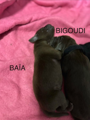 CHIOT BAÏA