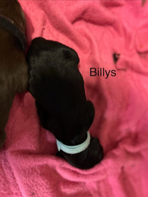 CHIOT BILLYS