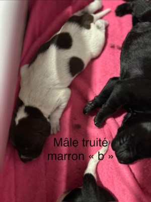 CHIOT 5