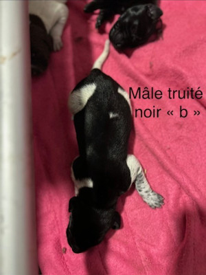 CHIOT 6