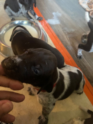 CHIOT