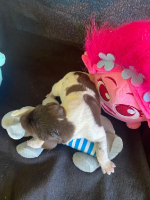 CHIOT
